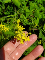 Rhamphospermum nigrum