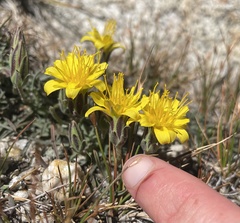 Agoseris monticola