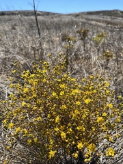Deinandra fasciculata
