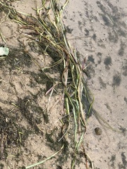 Potamogeton zosteriformis