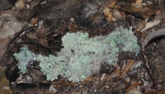 Myelochroa aurulenta