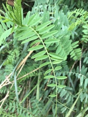 Vicia gigantea