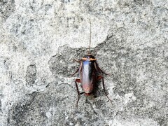 Periplaneta australasiae