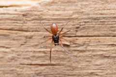 Ostearius melanopygius