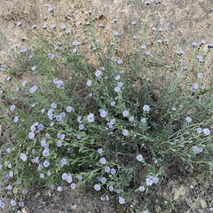 Globularia alypum