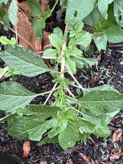 Amaranthus blitum