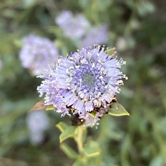 Globularia alypum