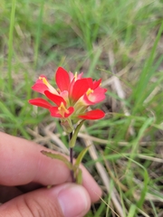 Castilleja indivisa