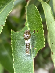 Papilio multicaudata multicaudata