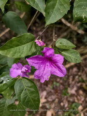 Bignonieae