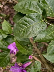 Bignonieae