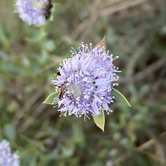Globularia alypum