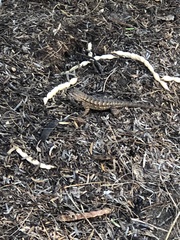 Sceloporus occidentalis longipes