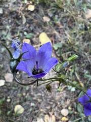 Campanula alaskana
