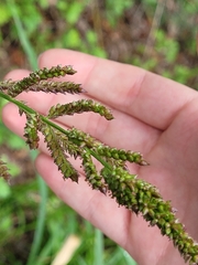 Echinochloa crus-galli
