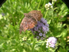 Pellicia arina