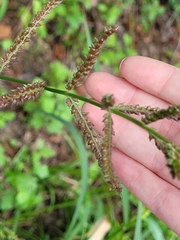 Echinochloa crus-galli