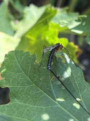 Pimpla pedalis