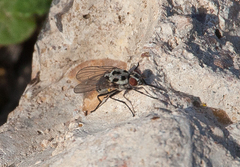 Anthomyia