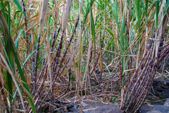 Saccharum officinarum