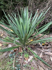 Yucca filamentosa
