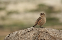 Geositta cunicularia