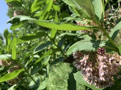 Satyrium calanus
