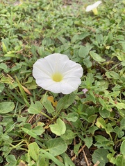 Ipomoea imperati
