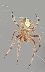 Eriophora