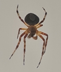 Eriophora