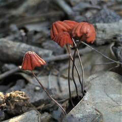Marasmius siccus