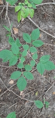 Aegopodium podagraria