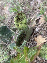 Opuntia macrorhiza