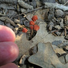 Marasmius siccus