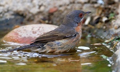 Curruca iberiae