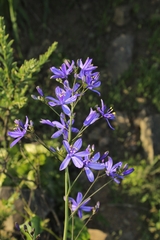 Pasithea caerulea