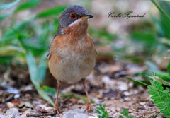 Curruca iberiae
