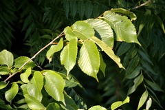Ulmus americana