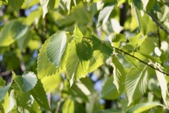 Ulmus americana