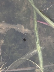 Trepobates subnitidus