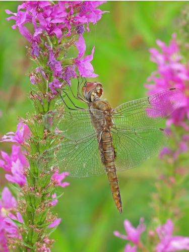 Spot-winged Glider photo 4