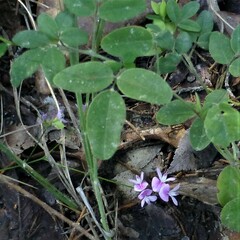 Lespedeza procumbens