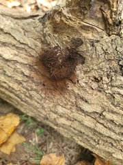 Stemonitis splendens