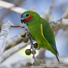 Cyclopsitta diophthalma