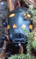Nicrophorus defodiens