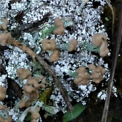 Cladonia peziziformis
