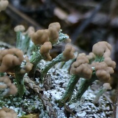 Cladonia peziziformis