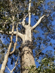 Eucalyptus moluccana