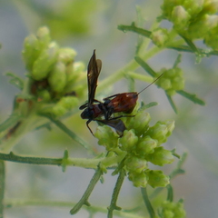 Braconidae