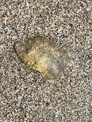 Chrysaora fuscescens